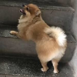 Meet your Posher, Mien